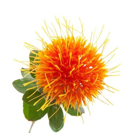 See saffron in Reduslim